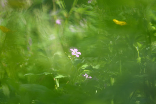 Einzelne Bl&uuml;te vom Storchschnabel