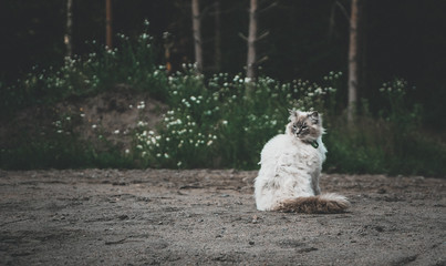 Ragdoll cat