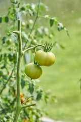 Organic plantation of ripening tomatoes. Vegan healthy and dietary food from nature