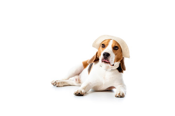 cute beagle dog in hat lying and looking at camera on white