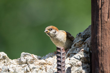 Sparrow in the bushes