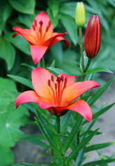 Lilies ,Lilium speciosum, in bloom  