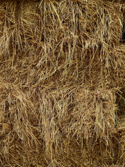 hay dry straw texture