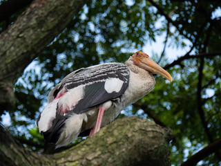 Painted Stork in South East Asia
