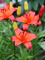 Fototapeta premium Lilies ,Lilium speciosum, in bloom 