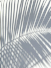 shadow palm leaves on white wall