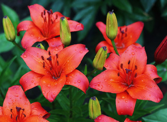 Lilies ,Lilium speciosum, in bloom  