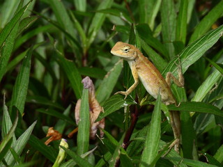 brown chameleon on tree in the garden at Thailand