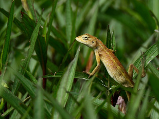 brown chameleon on tree in the garden at Thailand