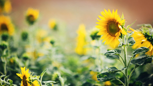 Banner / Header mit sch&ouml;nen Sonnenblumen auf einem Sonnenblumenfeld / Bienenfreundliche Blumen