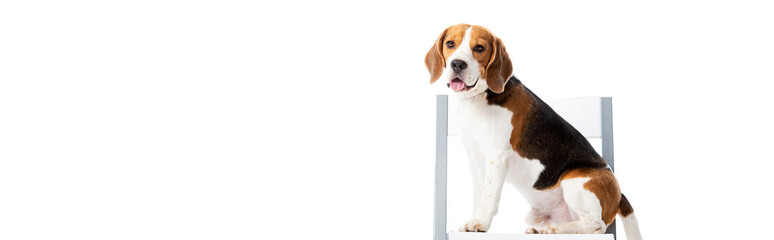 panoramic shot of cute beagle dog sitting on chair and looking at camera isolated on white