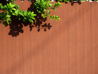 green leaf with shadow on brown wood of wall