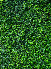 green ivy bush wall in garden
