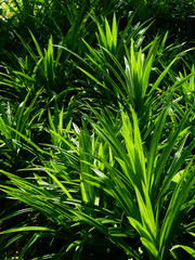 pandan leaf in garden