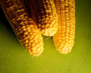 organic and fresh corns on green background