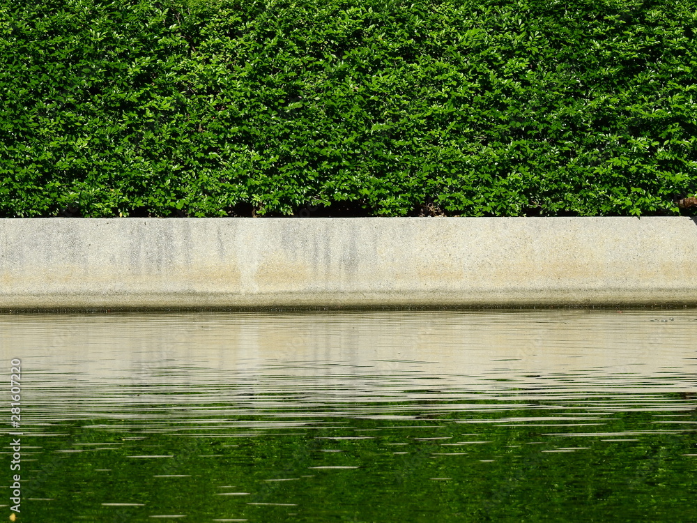 Canvas Prints green leaf of bush with water in the pond