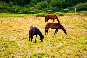 Three horses are grazing on a meadow in Hesse, Germany