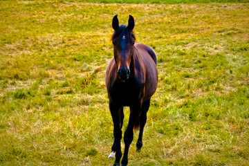 Brown horse Galloping in a meadow towards the cameraman.
