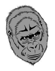 Gorilla portrait, vector image, monkey