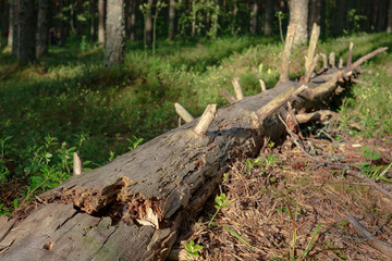 Obraz premium Broken dried old tree in the forest