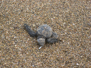 baby sea turtle on the beach in Costa Rica after hattching on the way into the ocean