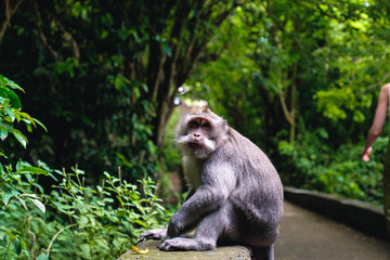 Monkeys of Bali