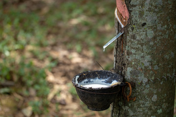 latex extracted from rubber trees is an important raw material in many types of manufacturing...