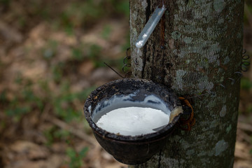 latex extracted from rubber trees is an important raw material in many types of manufacturing...