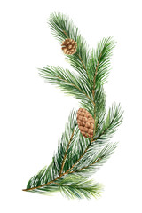 Fototapeta premium Watercolor vector green spruce branch, Christmas tree.