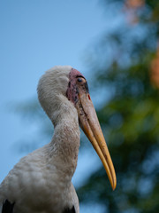 Painted Stork in South East Asia