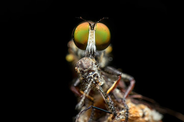Detailed macro photography of flies and mosquitoes in nature.