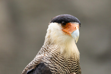 Adler