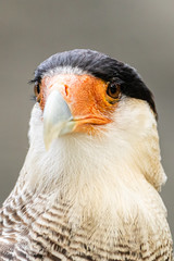 Adler