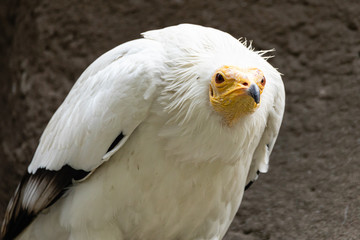 Geier