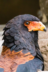 Adler