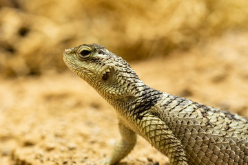 Echse