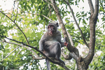 Naklejka na ściany i meble Monkeys of Bali in a tree