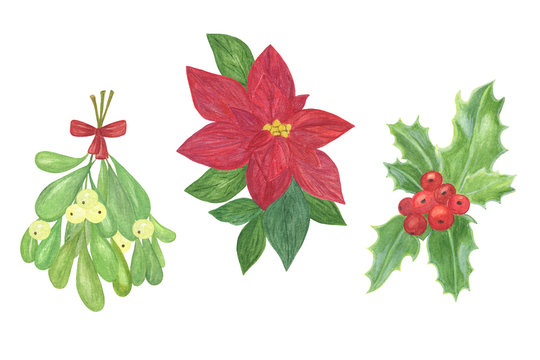 Traditional winter holidays decorative plants, holly leaves and berries, poinsettia, mistletoe, end of the year celebrations symbol, family and home