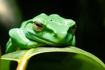 Frosch