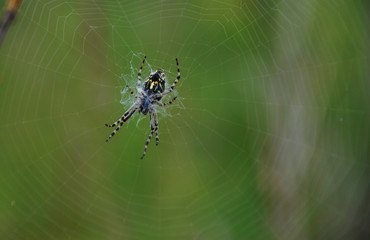 Black and yellow spider on web