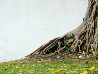 root of bodhi tree on grass lawn with old white wall background