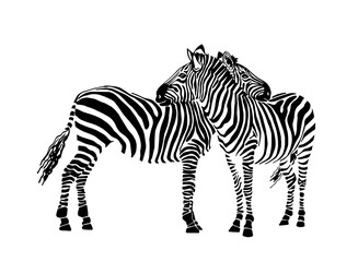 Fototapeta na wymiar Graphical two zebras standing and watching into the distance isolated on white background,vector illustration,sketch