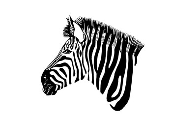 Fototapeta na wymiar Graphical portrait of zebra isolated on white background,vector illustration,sketch
