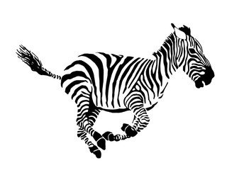 Obraz na płótnie Canvas Graphical zebra running isolated on white background,vector illustration,sketch