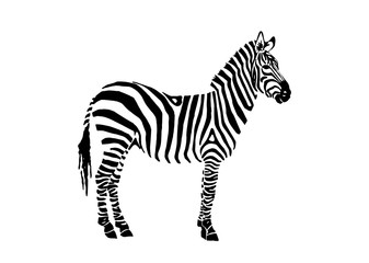 Graphical zebra staying isolated on white background,vector illustration,sketch - obrazy, fototapety, plakaty