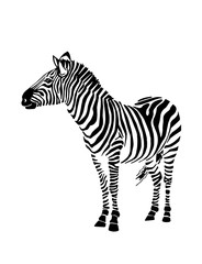 Obraz na płótnie Canvas Graphical zebra staying isolated on white background,vector illustration,sketch
