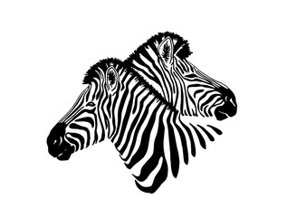 Fototapeta na wymiar Graphical portraits of two zebras isolated on white background,vector illustration,sketch