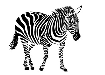 Fototapeta na wymiar Graphical zebra staying isolated on white background,vector illustration,sketch