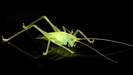 Grashüpfer, Heuschrecke, südliche Eichenschrecke, Eichenschrecke, Meconema meridionale, Grille, Insekt, Tier, Makro