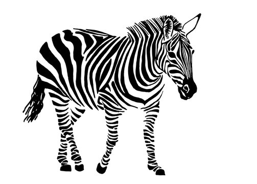 Graphical zebra staying isolated on white background,vector illustration,sketch